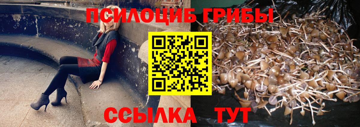 Галлюциногенные грибы Psilocybe Шебекино